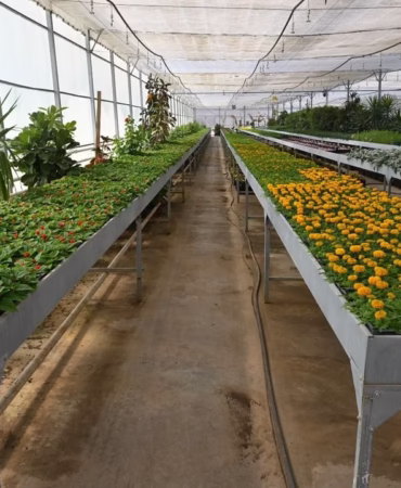 Isparta Belediyesi Çiçek Üretimiyle Şehri Güzelleştiriyor