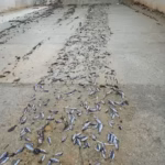 Isparta Şehit Göksel Koç Göleti Taştı: Binlerce Balık Telef Oldu