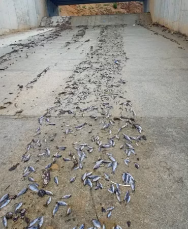 Isparta Şehit Göksel Koç Göleti Taştı: Binlerce Balık Telef Oldu