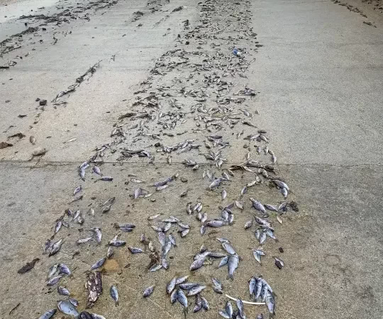 Isparta Şehit Göksel Koç Göleti Taştı: Binlerce Balık Telef Oldu