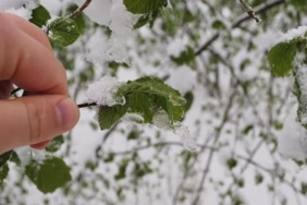 Isparta Tarım Müdürlüğü'nden Üreticilere Zirai Don Uyarısı