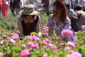 Isparta Uluslararası Gül Festivali 5-7 Haziran'da Kapılarını Açıyor