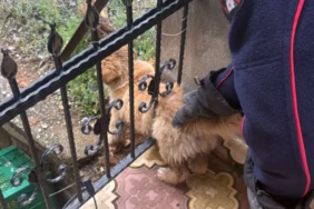 Isparta'da Demir Korkuluğa Sıkışan Köpeği İtfaiye Kurtardı