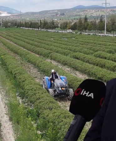 Isparta'da Gül Hasadı Başlıyor: 13 Bin Ton Rekolte Bekleniyor