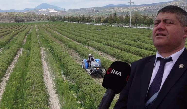 Isparta'da Gül Hasadı Başlıyor: 13 Bin Ton Rekolte Bekleniyor