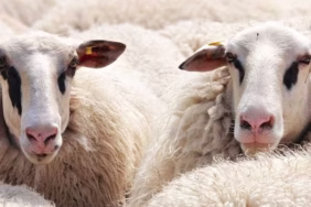 Isparta'da Hayvancılığa 100 Baş Damızlık ve Kredi Desteği