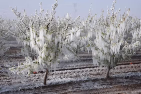 Tarım Bakanlığı'ndan 7-11 Nisan İçin Kritik Zirai Don Uyarısı