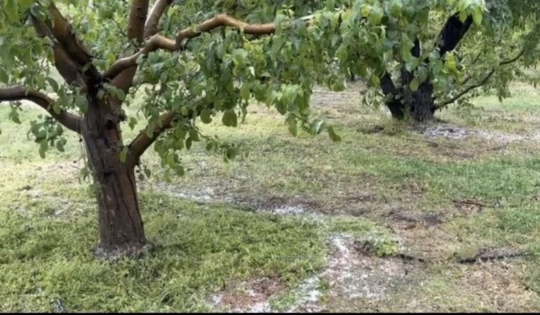 Eğirdir'de Dolu Kabusu: Elma Bahçeleri Büyük Hasar Gördü