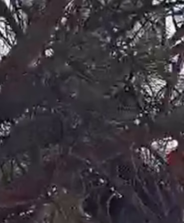 Isparta İstasyon Caddesi'nde Mahsur Kalan Kediye İtfaiye Şefkati