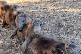 Isparta'da Çiftçinin Kabusuna Darbe: Yaban Domuzlarına Karşı Sürek Avı
