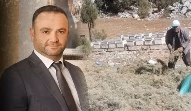 Dünyanın Gözdesi Sütçüler Kekiği İçin Kontrollü Hasat Kararı