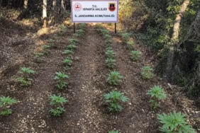 Gelendost'ta Zehir Tacirlerine Jandarma Darbesi: 2 Tutuklama