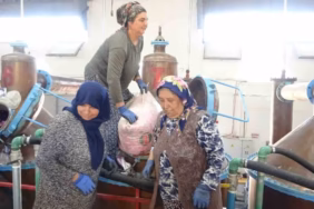 Isparta'nın Pembe Altını: 4 Ton Çiçekten 12 Bin Euroluk Mucize
