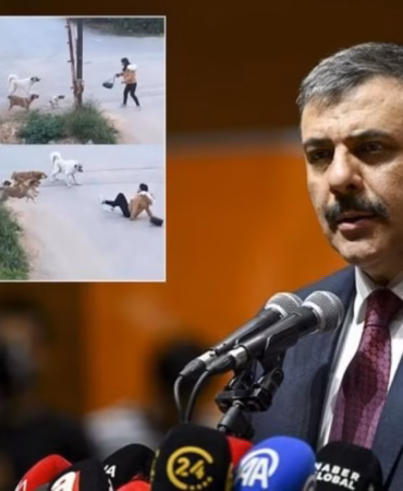 Sokaklarda Başıboş Köpek Kalmayacak: Bakan Çiftçi Yılbaşına İşaret Etti