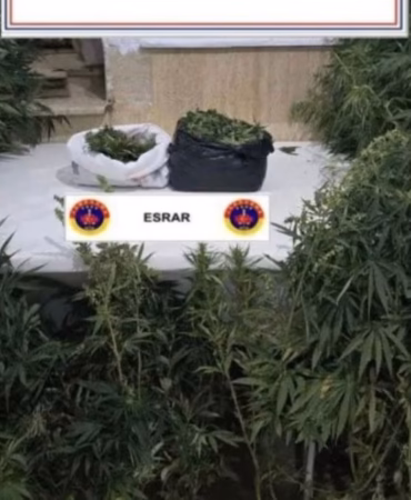 Bucak’ta Zehir Tarlasına Şafak Baskını: Kenevir Sularken Yakalandı