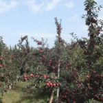Isparta'dan Tarihi Rekor: Haziranda 27 Milyon Dolarlık Tarım İhracatı