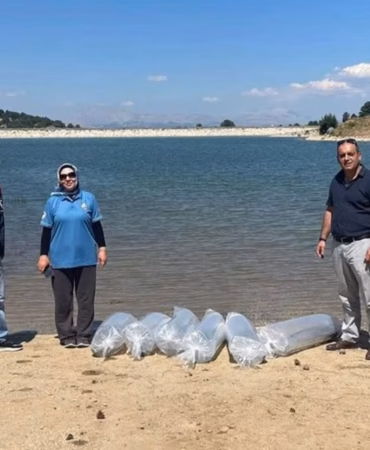 Isparta’nın Sessiz Sularına 375 Bin Yeni Sazan