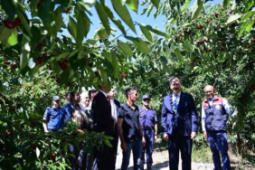 Uluborlu’da Rekor Kiraz Hasadı: Vali Erin Üreticinin Yanında