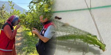 Tarlanın Gizli Muhafızları: Eğirdir’de Yeşil Dantelkanat Keşfi