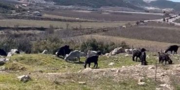 Valilik turizm alanlarında hayvan otlatılmasını yasakladı