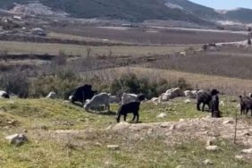 Valilik turizm alanlarında hayvan otlatılmasını yasaklandı