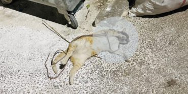 Isparta’da İnsanlığı Utandıran Vahşet: Masum Canı Çöpe Attılar