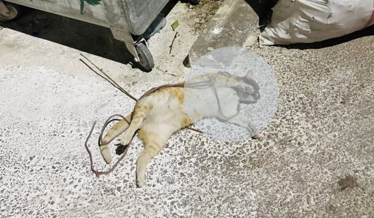 Isparta’da İnsanlığı Utandıran Vahşet: Masum Canı Çöpe Attılar