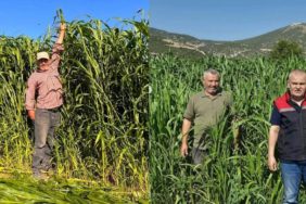 Isparta’da Kuraklığa Meydan Okuyan Alternatif Yem Hasadı Başladı