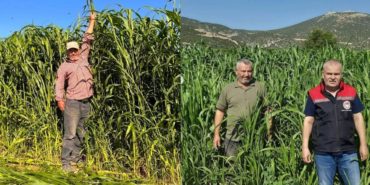 Isparta’da Kuraklığa Meydan Okuyan Alternatif Yem Hasadı Başladı