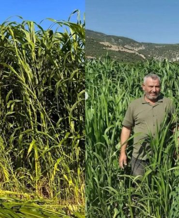Isparta’da Kuraklığa Meydan Okuyan Alternatif Yem Hasadı Başladı