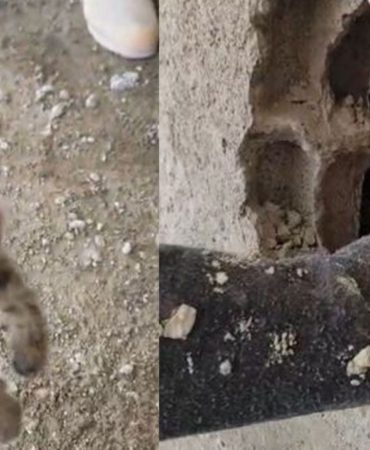Kepeci’de Binalar Arasına Sıkışan Yavru Kediye İtfaiye Şefkati