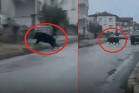 Yalvaç’ta Şehir Merkezine İnen Dev Yaban Domuzu Yürekleri Ağza Getirdi
