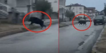 Yalvaç’ta Şehir Merkezine İnen Dev Yaban Domuzu Yürekleri Ağza Getirdi