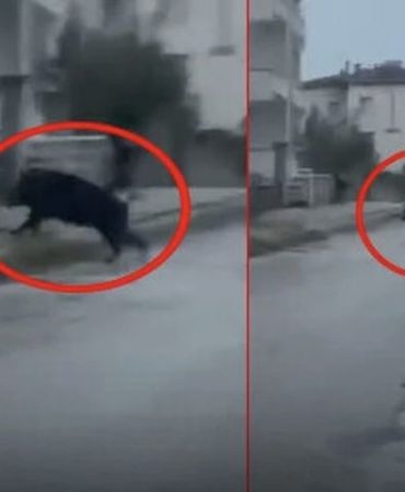 Yalvaç’ta Şehir Merkezine İnen Dev Yaban Domuzu Yürekleri Ağza Getirdi