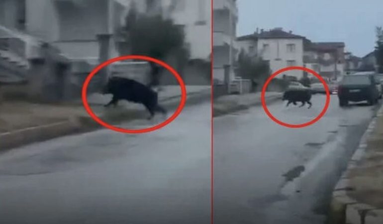 Yalvaç’ta Şehir Merkezine İnen Dev Yaban Domuzu Yürekleri Ağza Getirdi