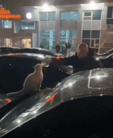 Isparta’da Yürekleri Isıtan An: Susuz Kediye Can Suyu Veren Vatandaş Takdir Topladı!