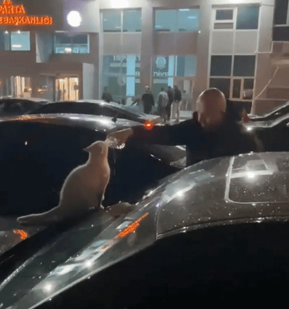 Isparta’da Yürekleri Isıtan An: Susuz Kediye Can Suyu Veren Vatandaş Takdir Topladı!